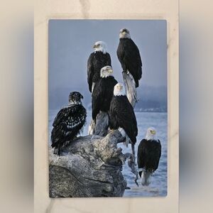 Alaska Gallery Wall Art Army of Bald Eagles Homer Alaska Metal Art
